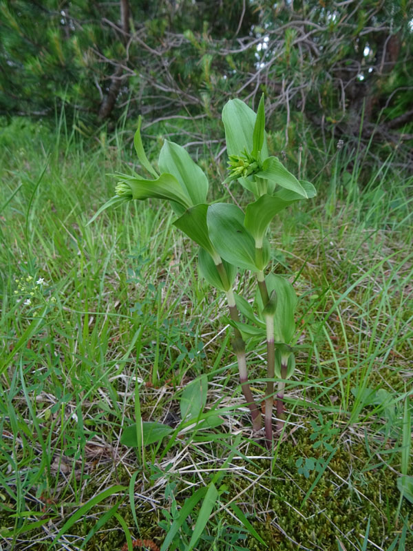 Epipactis........ma quale ?